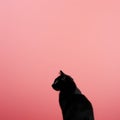 Minimalist Photography Of A Cute Panther In Japanese Minimalism Style