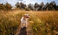 Cute panting dog in the grass, hiking, walking with pet in summer Royalty Free Stock Photo