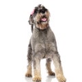 Cute panting schnauzer with pink headband stands and looks up