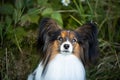 Cute papillon dog sitting in the field in fall. Continental toy spaniel outdoors