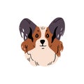 Cute Papillon muzzle. Amusing Continental Toy Spaniel with furry ears. Adorable lap dog portrait. Fluffy puppy face