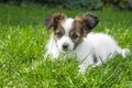 Cute papillon puppy