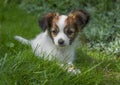 Cute papillon puppy