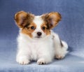 Cute Papillon puppy lying Royalty Free Stock Photo