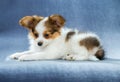 Cute Papillon puppy lying Royalty Free Stock Photo