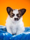 Cute Papillon puppy on a orange background Royalty Free Stock Photo