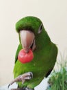 Cute parakeet holding pepper with its beak