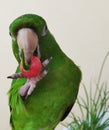 Cute parakeet holding pepper with its foot