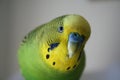 Cute parakeet Close Up Stock Photo High Quality