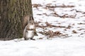 Cute park squirrel sitting on ground covered with snow near tree