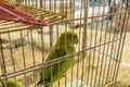 Cute Parrot Alone in Cage Royalty Free Stock Photo