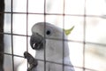 Parrot bird sitting on the net Royalty Free Stock Photo