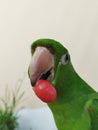 Cute parrot holding pepper with its beak