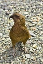 Kea bird, endemic extinct mountain bird, New Zealand