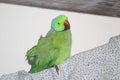 Parrot it`s to cute hear eyesÃ°Å¸ËÂ