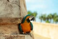 Cute parrot or macaw bird with blue and yellow feathers Royalty Free Stock Photo