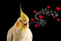 Cute Parrot Memes, Cockatiel Portrait Singing with hearts and music notes, meme, props