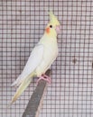 A cute Parrot sitting alone in cage Royalty Free Stock Photo