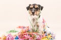 Party Dog. Jack Russell ready for carnival Royalty Free Stock Photo