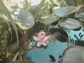 Cute pastel color of a water lilly flower in the pond, pink lotus floating with leaves. Royalty Free Stock Photo