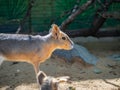 Cute Patagonian Mara looking aside