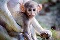 Cute Patas Monkey Baby with Mom Royalty Free Stock Photo