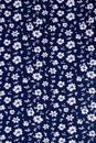 Cute pattern in small white flower. Royalty Free Stock Photo