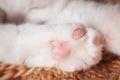 Cute paws of a white cat. Pet care concept.