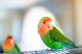 Cute peach-faced lovebird with colorful feathers on a blurred background Royalty Free Stock Photo