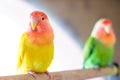 Cute peach-faced lovebird with colorful feathers on a blurred background Royalty Free Stock Photo