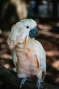 Cute Peachy Parrot