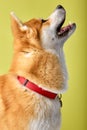 Cute pedigreed Akita Shiba inu Breed Dog Standing on Isolated Green Background, Side view Royalty Free Stock Photo