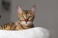 Cute pedigreed Bengal cat