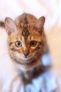 Cute pedigreed Bengal cat