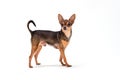 Cute pedigreed russian toy-terrier. Royalty Free Stock Photo