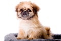 Cute pekingese dog Royalty Free Stock Photo