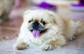 Cute pekingese dog in garden Royalty Free Stock Photo