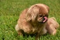 Cute Pekingese Dog Licking the Tip of Her Nose Royalty Free Stock Photo