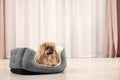 Cute Pekingese dog on pet bed in room, space for text Royalty Free Stock Photo