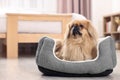Cute Pekingese dog on pet bed in room, space for text Royalty Free Stock Photo