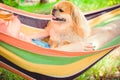 Nice pekingese dor rest at nature, pet lifestyle Royalty Free Stock Photo