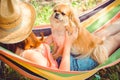 Nice pekingese dor rest at nature, pet lifestyle Royalty Free Stock Photo