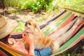 Nice pekingese dor rest at nature, pet lifestyle Royalty Free Stock Photo