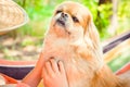 Nice pekingese dor rest at nature, pet lifestyle Royalty Free Stock Photo