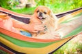 Nice pekingese dor rest at nature, pet lifestyle Royalty Free Stock Photo