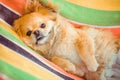 Nice pekingese dor rest at nature, pet lifestyle Royalty Free Stock Photo