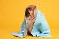 Cute Pekingese dog wrapped in towel and bubbles on orange background. Pet hygiene Royalty Free Stock Photo