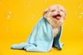 Cute Pekingese dog wrapped in towel and bubbles on yellow background. Pet hygiene Royalty Free Stock Photo