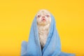 Cute Pekingese dog wrapped in towel on yellow background. Pet hygiene Royalty Free Stock Photo