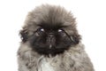 Cute Pekingese puppy Royalty Free Stock Photo